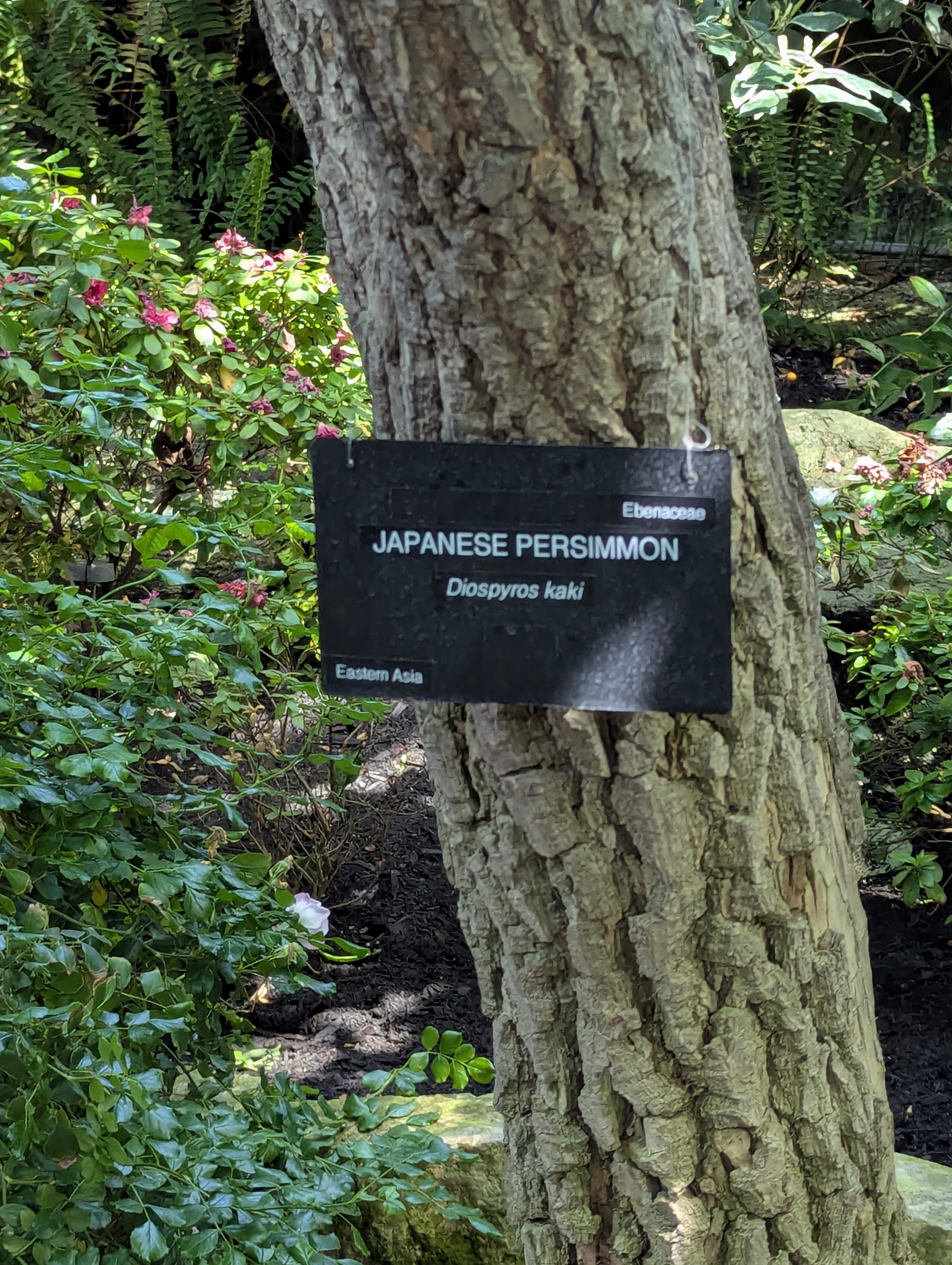 Birthday Trip to Canada, Edmonton, Pyramids, Muttart Observatory